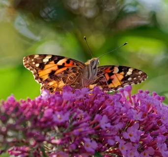 缤纷自然之蝶舞花间 缤纷自然之蝶舞花间