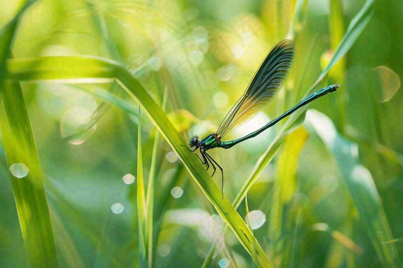 夏天植物绿叶上的蜻蜓绿意昆虫立夏夏至小暑大暑摄影图(1344x896)