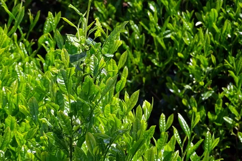 户外茶园茶叶 户外茶园茶叶