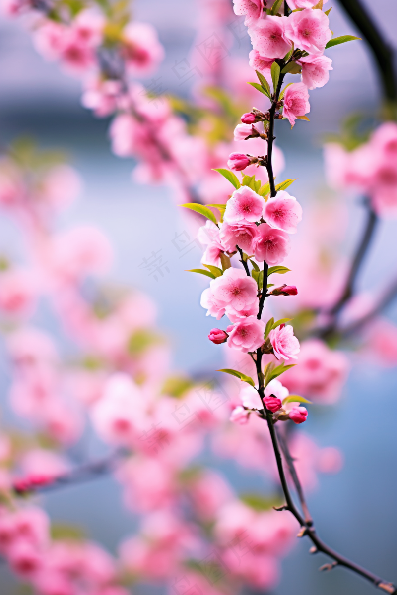 春日樱花红海棠摄影图