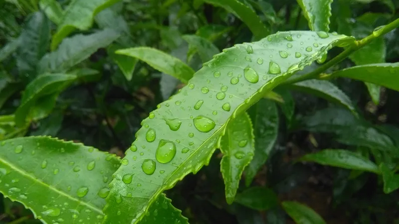 户外绿色茶叶