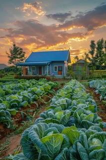 乡村菜地种菜大白菜