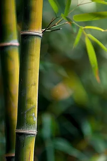 春夏竹林绿色清凉摄影图