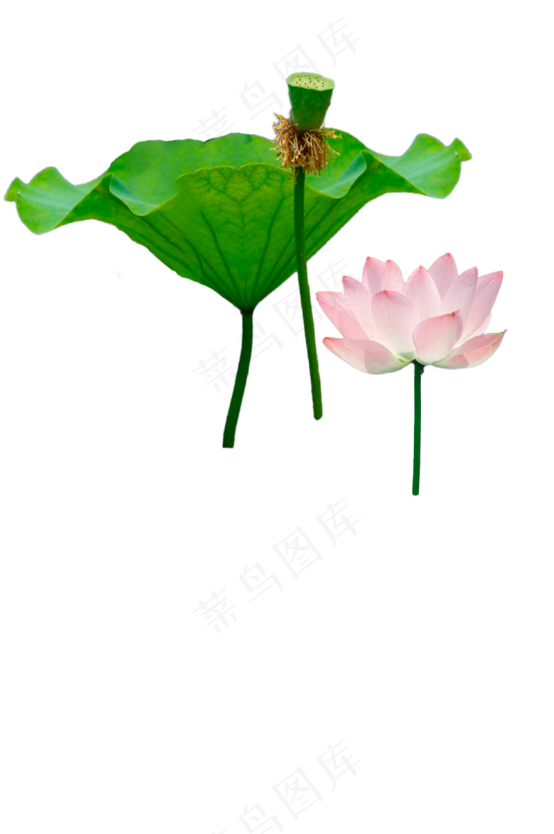 粉色荷花-免抠