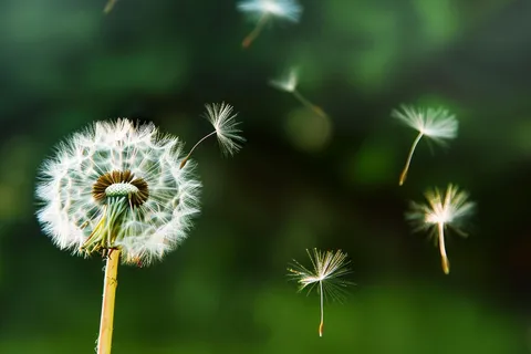 蒲公英植物春天摄影图 蒲公英植物春天摄影图