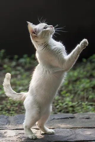 猫咪宠物猫可爱动物摄影图