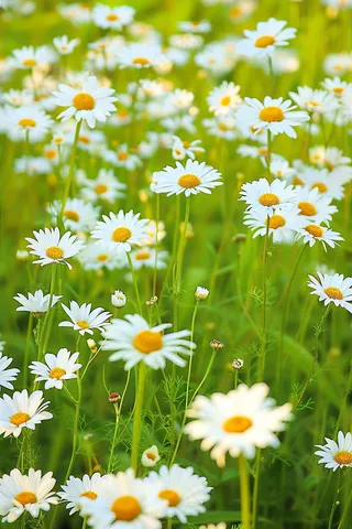 春天白色小雏菊花丛摄影图