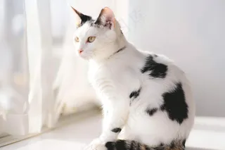 猫咪宠物猫可爱动物摄影图