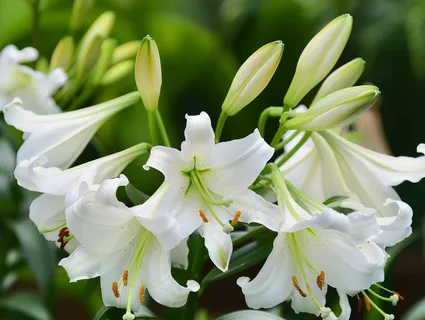 白百何鲜花花朵摄影图