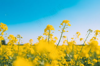 春天油菜花田黄色花雨水节气摄影图