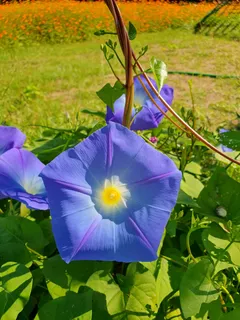 花园紫色美丽的花朵2
