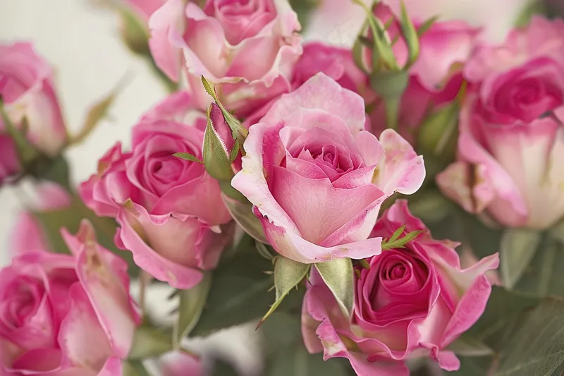 玫瑰花鲜花花朵摄影图(4032x2688)