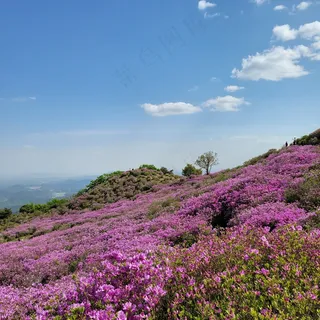 高山上的紫色花海3
