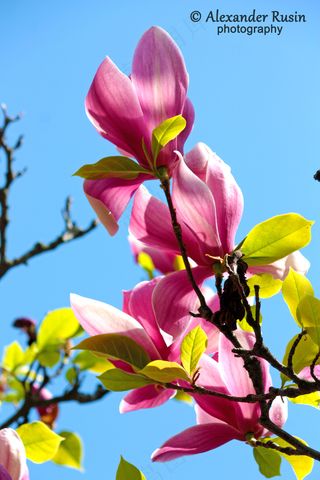 户外玉兰花花朵
