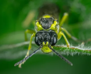 细节显微镜下的昆虫世界