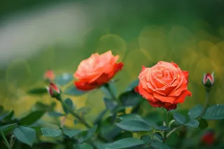 玫瑰花鲜花花朵摄影图