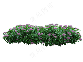 免抠开花灌木
