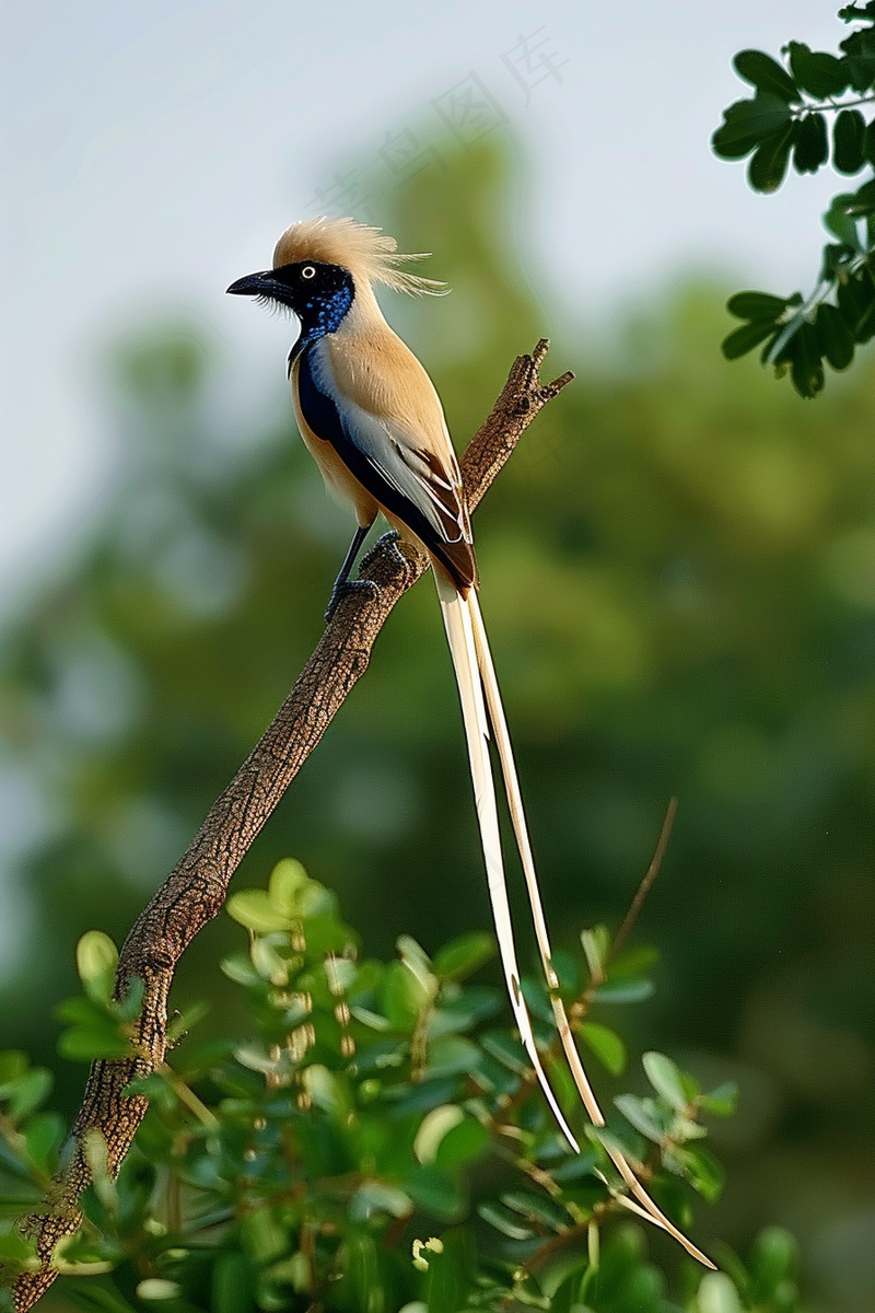小鸟站在树枝上摄影图