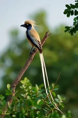 小鸟站在树枝上摄影图