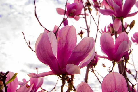 户外玉兰花花朵 户外玉兰花花朵