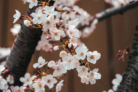 春日樱花花朵摄影图 春日樱花花朵摄影图