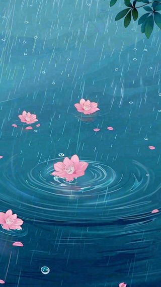雨天雨滴低落水面泛起涟漪粉色花朵雨水谷雨寒露背景