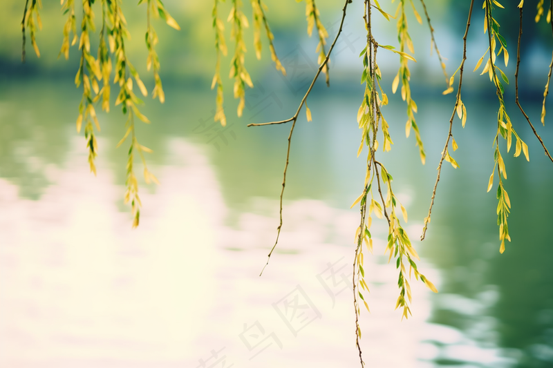 春天柳树抽新芽绿色湖水摄影图