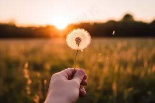 夕阳日落蒲公英唯美美景摄影图