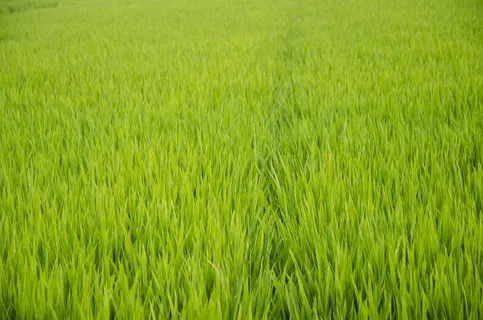 稻田稻穗图片