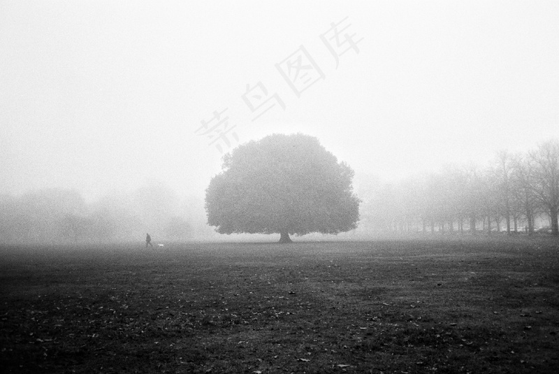 云雾森林图片