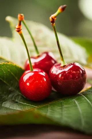 樱桃车厘子水果摄影图