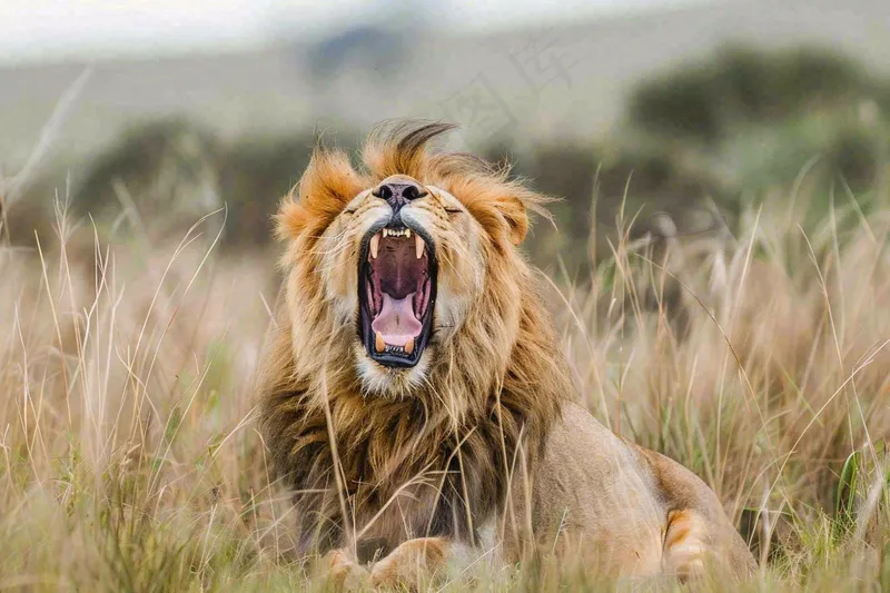 狮子雄狮动物非洲大草原保护动物摄影图(1344x896)