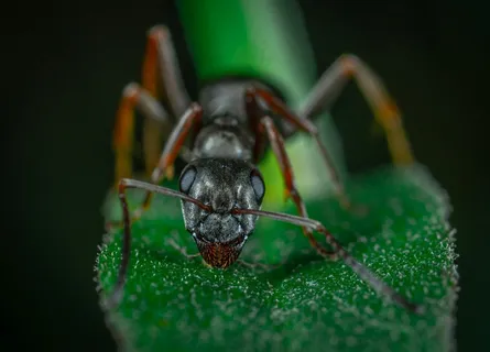 微距下的侦探蚂蚁 微距下的侦探蚂蚁