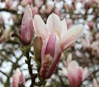 户外玉兰花花朵