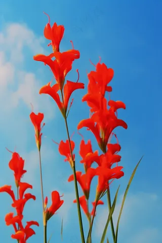 春天红色喇叭花摄影图