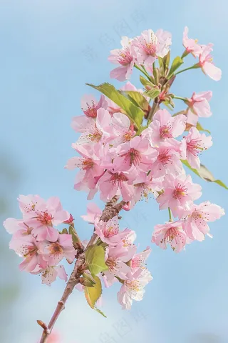 春日樱花花朵摄影图