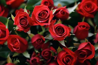 玫瑰花鲜花花朵摄影图