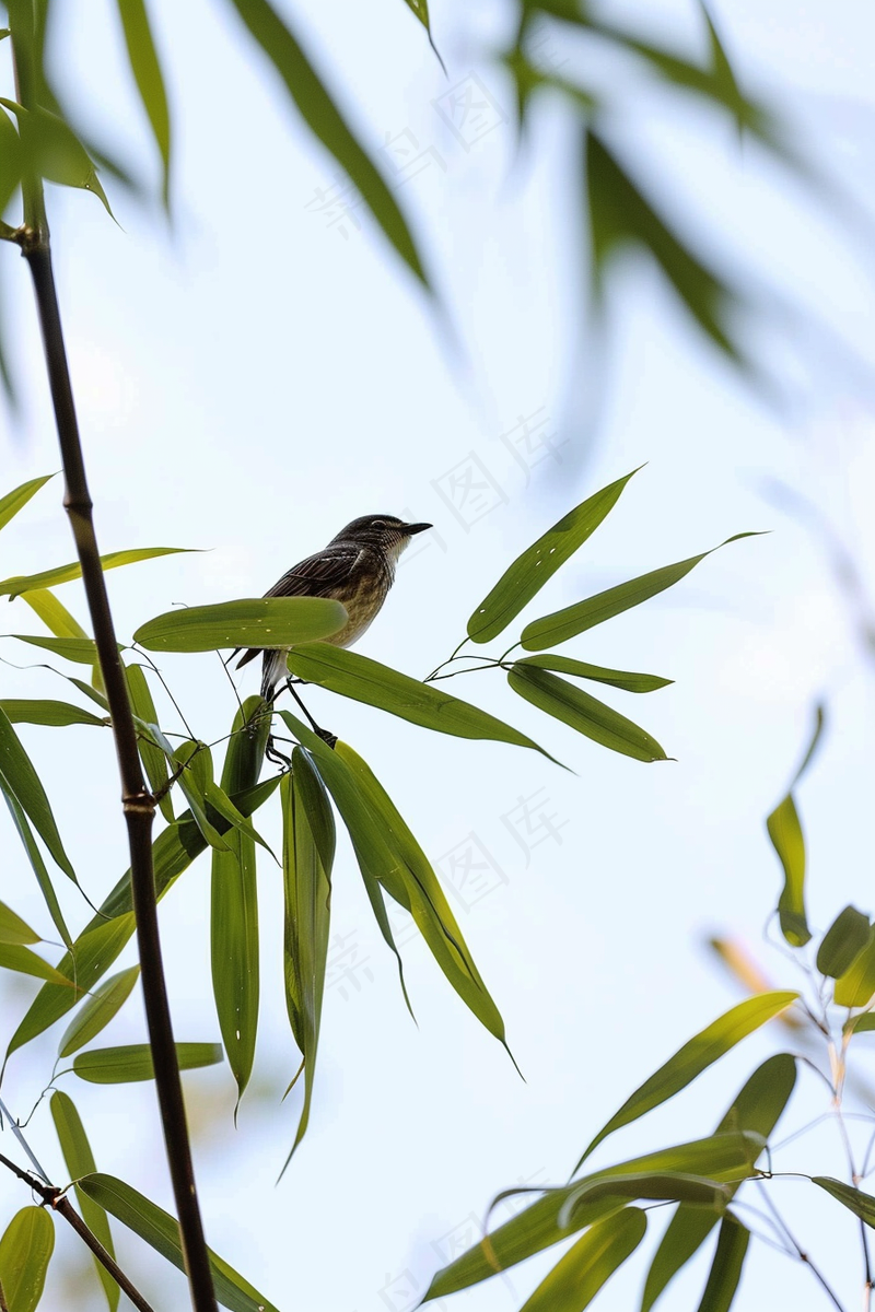 绿色竹叶上的小鸟竹林摄影图