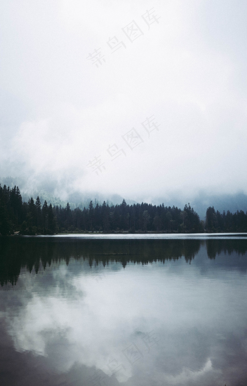 云雾森林图片