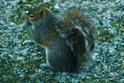户外松鼠动物 户外松鼠动物