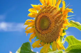 向日葵向阳鲜花摄影图