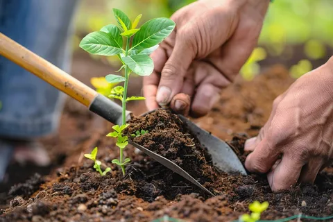 植树树苗保护环境摄影图 植树树苗保护环境摄影图