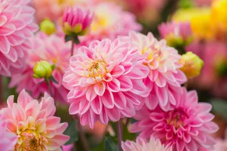 粉色菊花花束鲜花摄影图