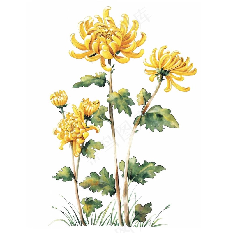 菊花水墨画中国风手绘清明重阳插画免抠(1024x1024)