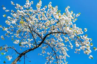 春日樱花花朵摄影图