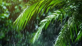 大雨下的植物被雨滴敲打摄影图