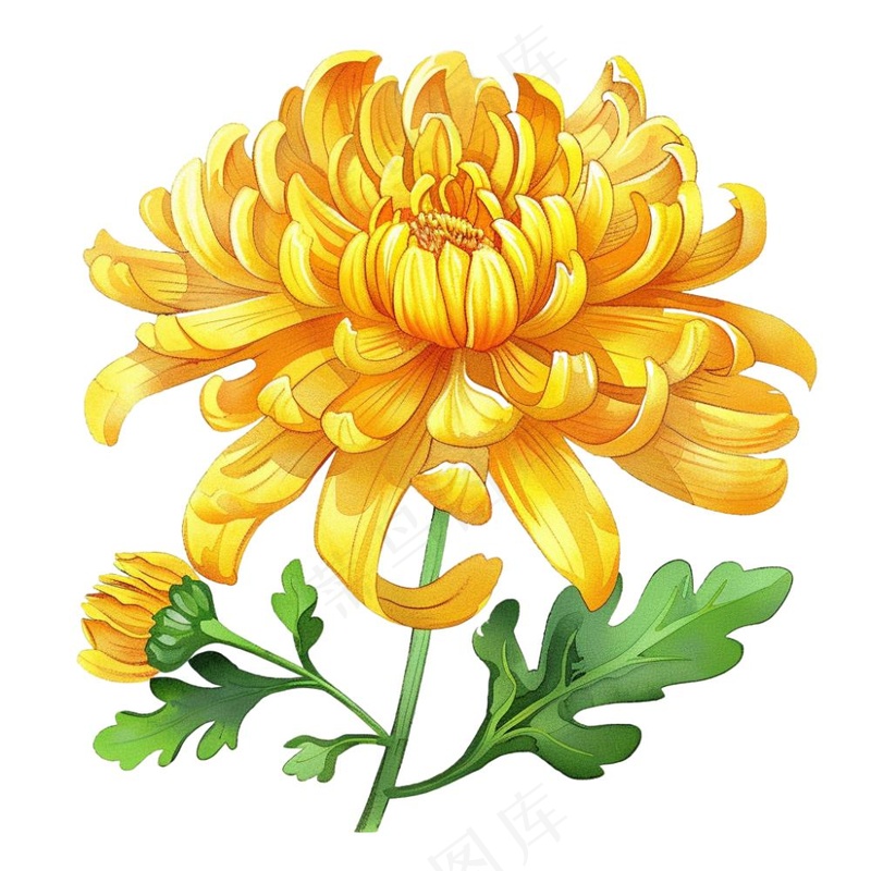 菊花黄菊盛开植物插画免抠(1024x1024)