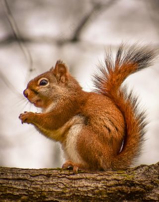 户外可爱松鼠动物