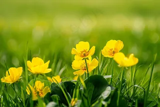 春天黄色小花朵绿色草丛摄影图