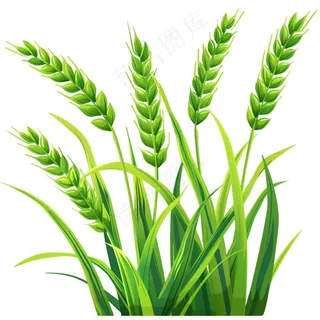 绿色小麦麦穗芒种小满卡通插画免抠